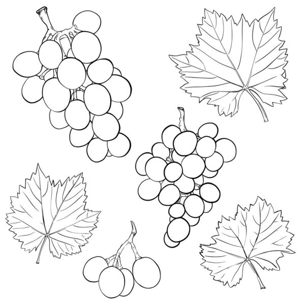 Grapes and leaves. A set of hand-drawn black-and-white elements. Isolated on a white background.Sketch. Outline drawing of berries. Simple vector illustration. Doodle