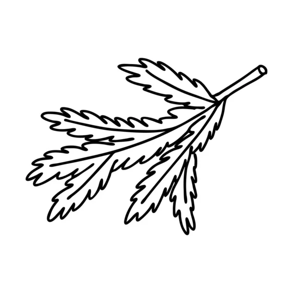 Branche Épinette Dans Style Doodle Croquis Est Dessiné Main Isolé — Image vectorielle