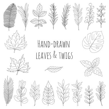 Elle çizilmiş yaprak ve dal seti. Makalelerin, dergilerin, tariflerin ve menülerin tasarımı için botanik dekoratif öğeler. Basit siyah beyaz vektör çizimi. Beyaz bir arkaplanda izole edilmiş