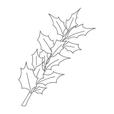 Holly branch with leaves. Botanical design element for magazines, articles and brochures, menus and recipes. Simple black and white vector illustration drawn by hand, isolated on a white background