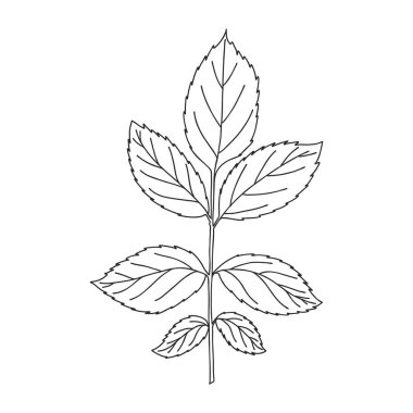 A branch with symmetrical leaves with notches. Botanical design element for magazines, articles and brochures. Simple black and white vector illustration drawn by hand, isolated on a white background