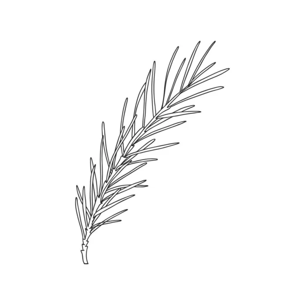 stock vector A sprig of rosemary with leaves on the stem. Botanical design element for decorating menus and recipes. Simple black and white vector illustration drawn by hand, isolated on a white background