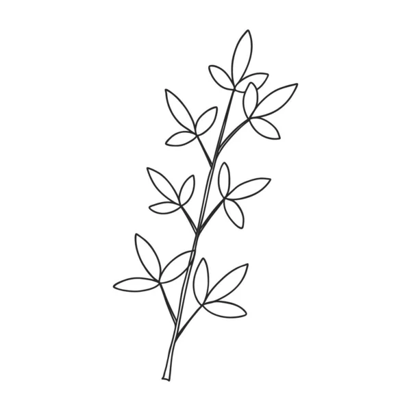 Krzew Roślin Liśćmi Łodydze Botaniczny Element Dekoracyjny Prosta Czarno Biała — Wektor stockowy
