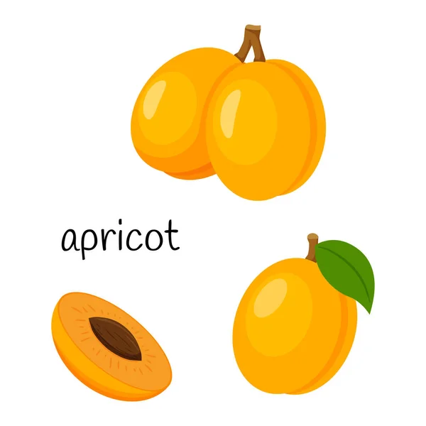 Whole Apricot Twig Leaf Cut Half Seed Fruit Icon Flat — Stock Vector