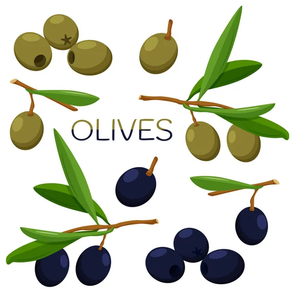 올리브 가지에는 열매가 함정이 흑색과 녹색의 올리브 열매를 거두었노라 스타일의 — 스톡 벡터