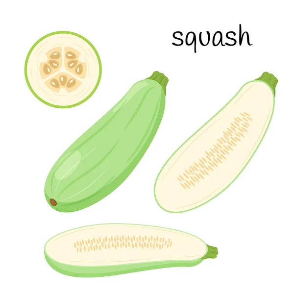 Zucchini Vers Squash Geheel Helft Met Zaden Snijd Doorsnede Plantaardig — Stockvector