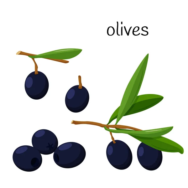 올리브 나뭇잎과 올리브 열매가 가지에 했습니다 원재료는 조리법 메뉴의 디자인을 — 스톡 벡터