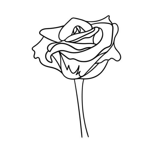 一朵盛开的玫瑰花蕾花瓣和茎的花 情人节装饰设计元素 一个简单的例子是在白色背景上手绘和隔离 黑白色矢量 — 图库矢量图片