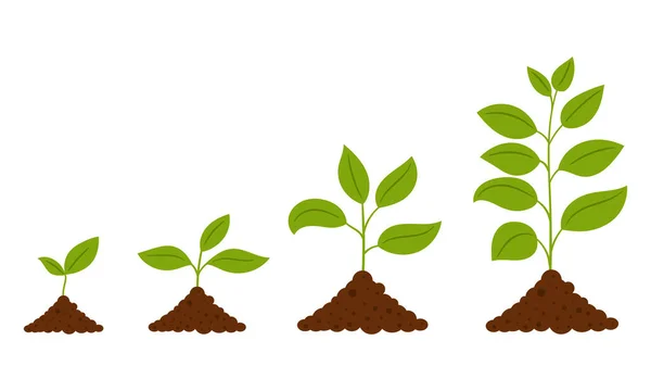 Gradvis Tillväxt Växten Systemet Från Groddar Till Vuxenväxter Enkel Lövväxt — Stock vektor