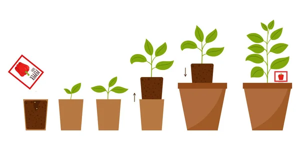 Krok Krokem Ilustrace Výsadby Semen Dospělé Rostlině Květináči Plán Přechodu — Stockový vektor