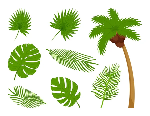 Coleção Diferentes Folhas Botânicas Tropicais Coqueiro Elementos Design Sobre Tema — Vetor de Stock
