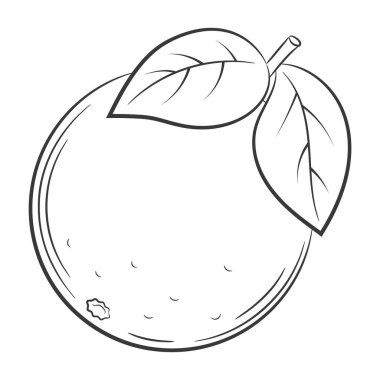 Portakal, greyfurt, bergamot, narenciye, doğrusal olarak meyve. Siyah ve beyaz vektör dekoratif ögesi, elle çizilmiş. Beyaz arkaplanda izole edilmiş.