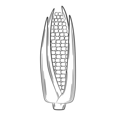 Koçanda mısır. Doğrusal tarzda bir sebze, elle çizilmiş. Gıda malzemesi, tasarım elementi. Siyah ve beyaz vektör çizimi. Beyaz bir arkaplanda izole edilmiş.
