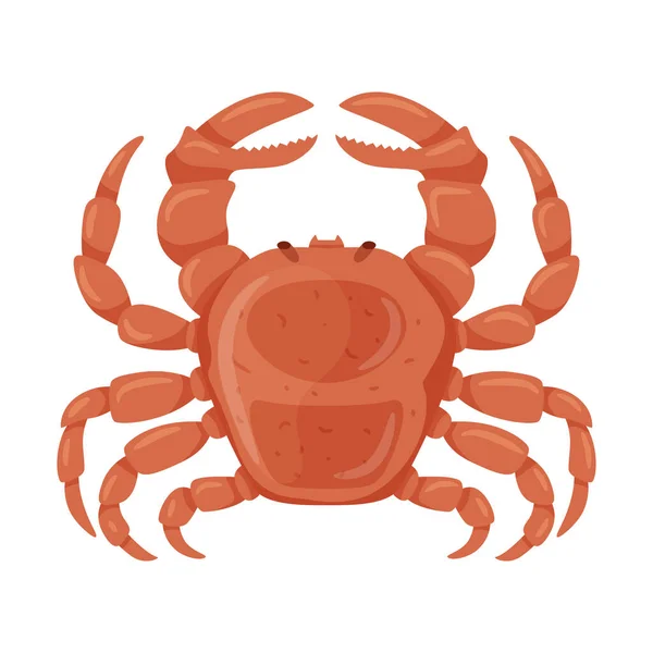 Fresh Crab Claws Marine River Crustacean Animals Food Ingredient Delicacy — Stock Vector