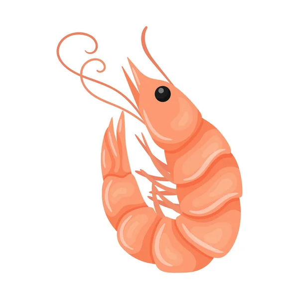 Shrimp Raw Fresh Marine River Crustacean Animals Food Ingredient Delicacy — Vector de stock