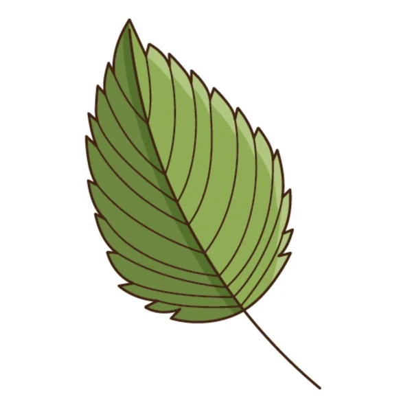 Zelený Břízový List Botanický Rostlinný Konstrukční Prvek Obrysem Létě Podzim — Stockový vektor