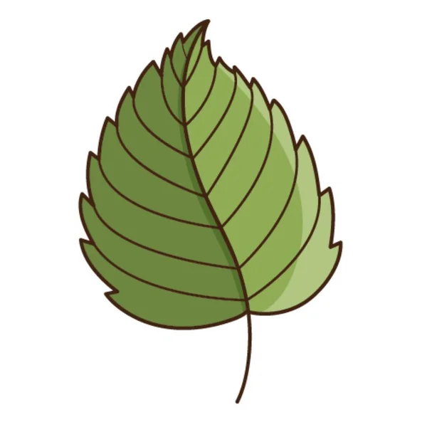 Hoja Abedul Verde Elemento Botánico Diseño Vegetal Con Contorno Hora — Archivo Imágenes Vectoriales