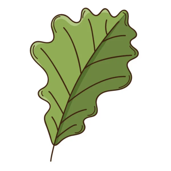 Feuille Automne Chêne Vert Élément Botanique Conception Végétale Avec Contour — Image vectorielle