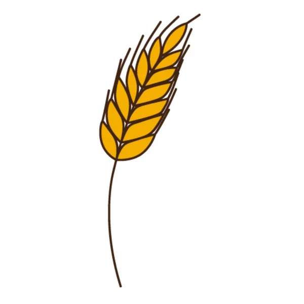 Желтая Пшеница Ржаные Шипы Символ Осени Урожая Элемент Дизайна Контуром — стоковый вектор