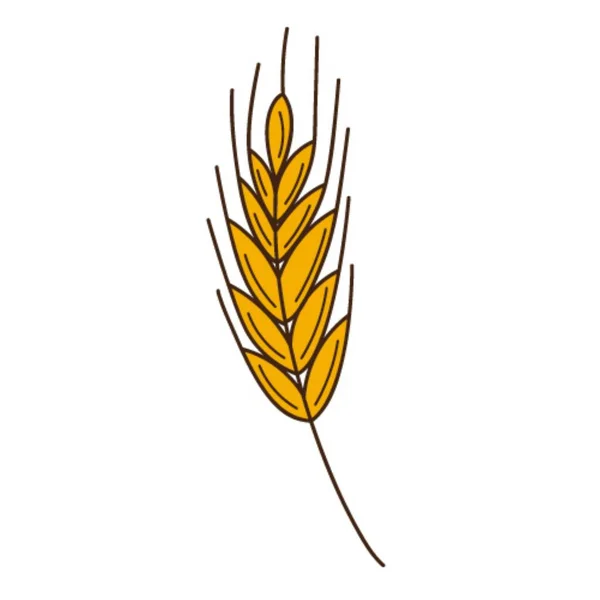 Sarı Buğday Çavdar Viskisi Sonbaharın Sembolü Hasat Tasarım Öğesi Ana — Stok Vektör