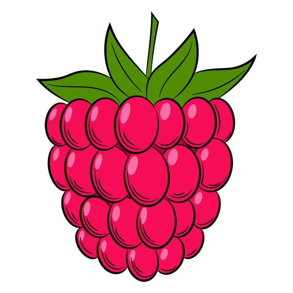 Blackberry Raspberry Stone Bramble Berry Linear Style Colorful Vector Decorative — 스톡 벡터