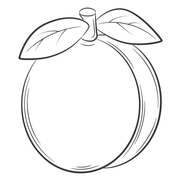 Peach Apricot Fruit Linear Style Black White Vector Decorative Element — Archivo Imágenes Vectoriales