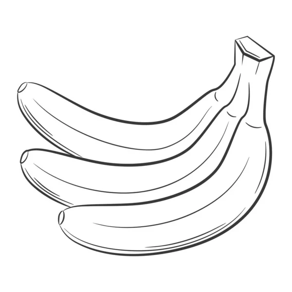 stock vector Banana fruit in a linear style. Black and white vector decorative element, drawn by hand.Isolated on white background