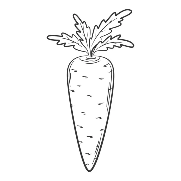 Carrot Vegetable Linear Style Drawn Hand Food Ingredient Design Element — Archivo Imágenes Vectoriales