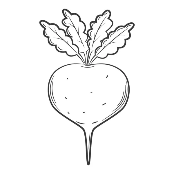 Свекла Овощ Линейном Стиле Нарисованный Вручную Продукты Питания Дизайнерские Решения — стоковый вектор