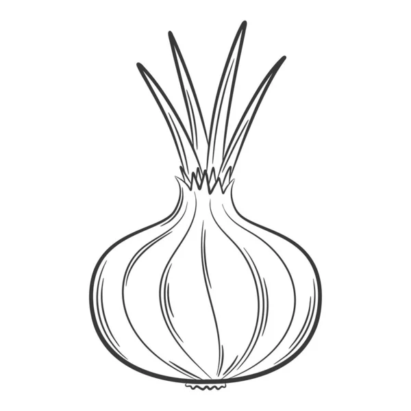 Onion Head Vegetable Linear Style Drawn Hand Food Ingredient Design — Vector de stock
