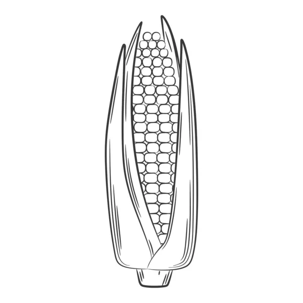 Corn Cob Vegetable Linear Style Drawn Hand Food Ingredient Design — 스톡 벡터