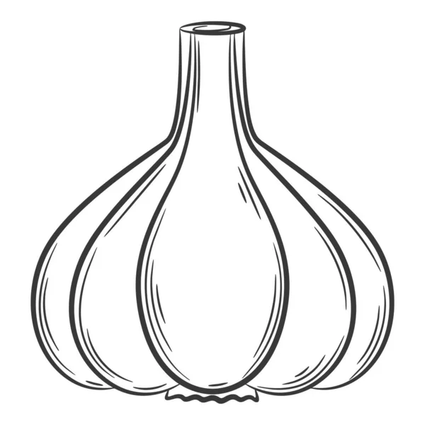 Head Garlic Vegetable Linear Style Drawn Hand Food Ingredient Design — Vector de stock