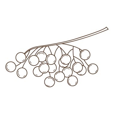 Bir demet yabanmersini. Sonbahar hasadı. Botanik, bitki tasarımı öğesi. Doodle, elle çizilmiş. Düz dizayn. Siyah beyaz vektör çizimi. Beyaz bir arkaplanda izole edilmiş.