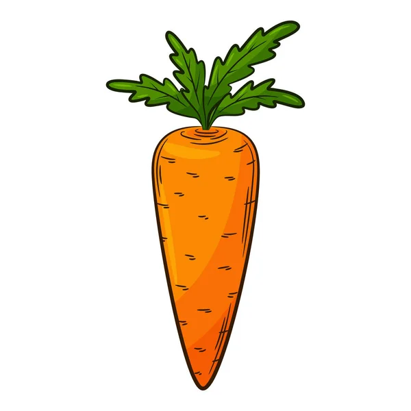 Carrot Vegetable Linear Style Drawn Hand Food Ingredient Design Element — 图库矢量图片