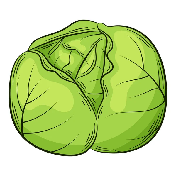 卷心菜头一种线形的蔬菜 手工画的 食品配料 设计元素 彩色矢量插图与轮廓 被白色背景隔离 — 图库矢量图片