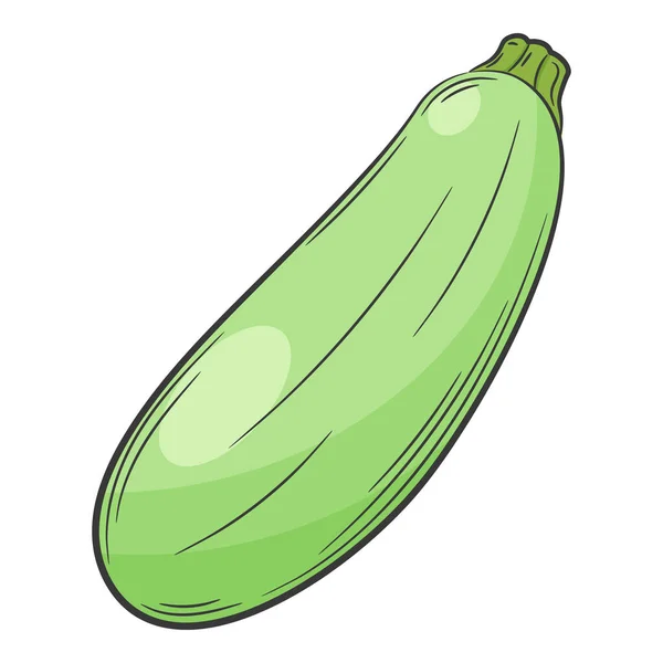 Ganze Zucchini Ein Gemüse Linearen Stil Von Hand Gezeichnet Lebensmittelzutat — Stockvektor