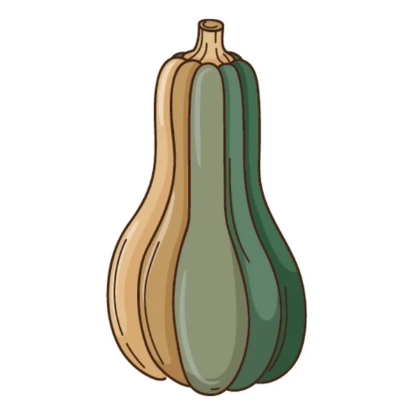 摘要绿褐色南瓜 秋天的象征 带有概要的设计元素 甜瓜植物 平面设计 彩色矢量图解 与白种人隔离 — 图库矢量图片