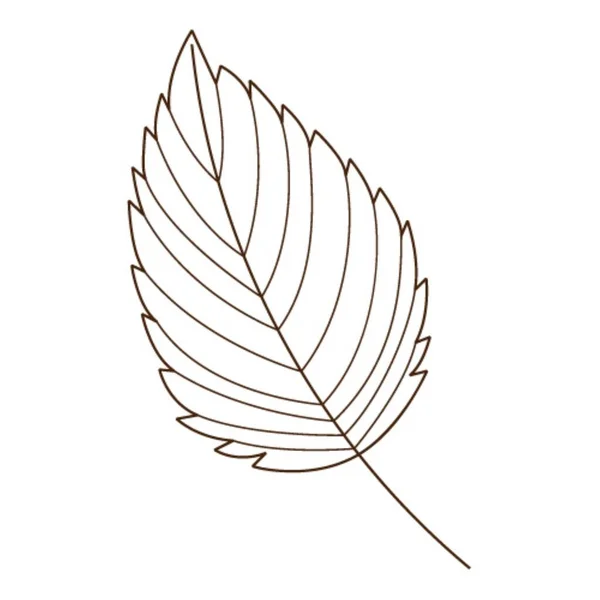 Φύλλο Σημύδας Βοτανικό Φυτικό Στοιχείο Σχεδιασμού Περίγραμμα Καλοκαίρι Φθινόπωρο Ντουντλ — Διανυσματικό Αρχείο