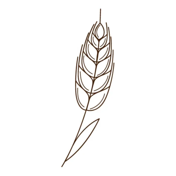 Pšenice Žitný Bodlák Symbol Podzimu Sklizně Návrh Prvku Osnovou Čmáranice — Stockový vektor