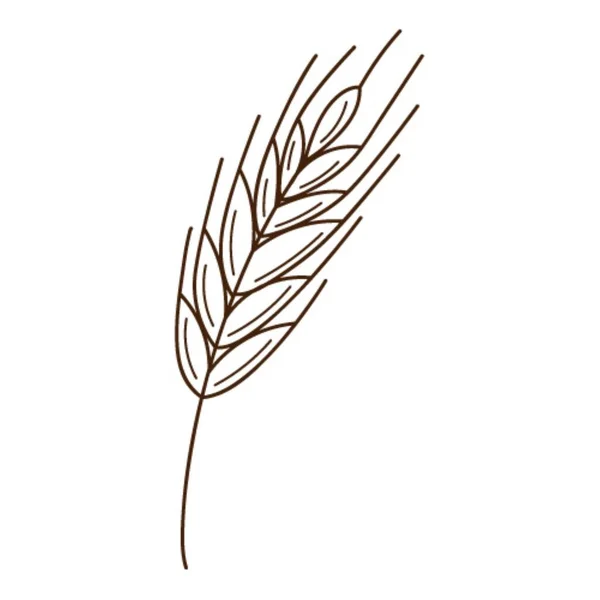 Wheat Rye Spikelet Symbol Autumn Harvest Design Element Outline Doodle — Stock Vector