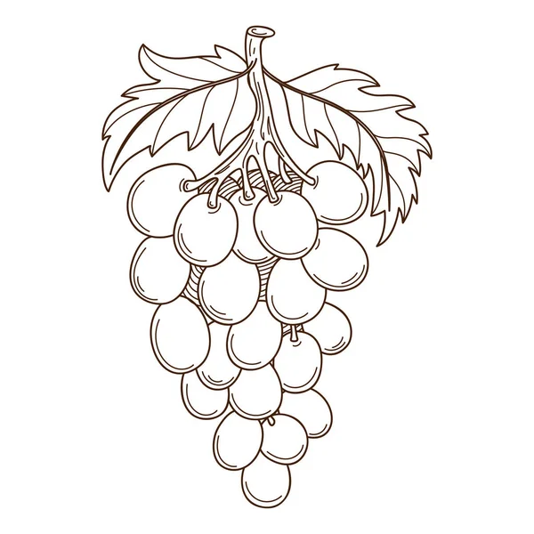 Гроздь Винограда Листьями Символ Урожая Осенняя Тема Элемент Дизайна Контуром — стоковый вектор