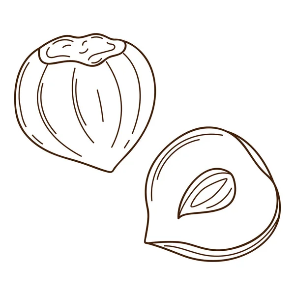 Hazelnut Shell Whole Nut Half Symbol Autumn Harvest Design Element — Vetor de Stock