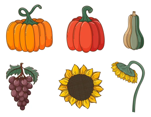 Set Colored Doodles Different Pumpkins Sunflowers Grapes Crops Autumn Decorative — Stock Vector
