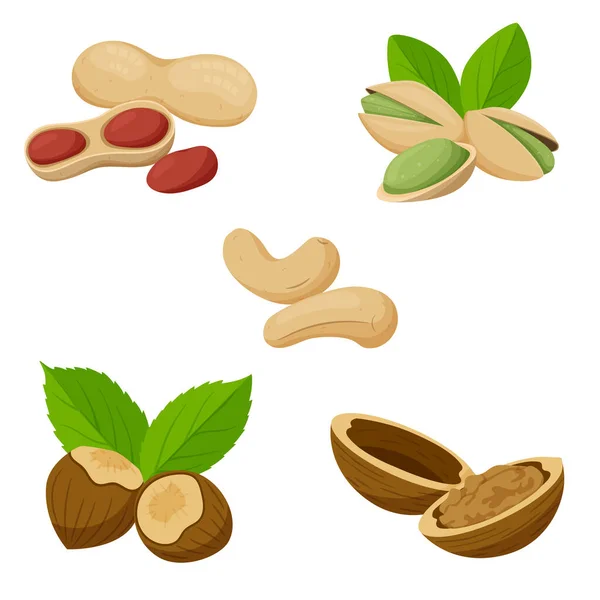 一组不同的坚果 开心果 核桃健康的食物 卡通风格 在白色背景上孤立的彩色矢量图 — 图库矢量图片