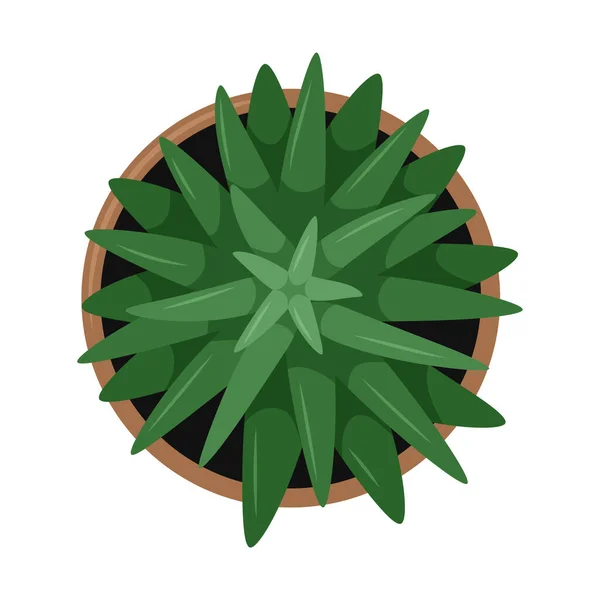 Rostlina Květináčích Listy Aloe Horní Pohled Cartoon Ploché Vektorové Ilustrace — Stockový vektor