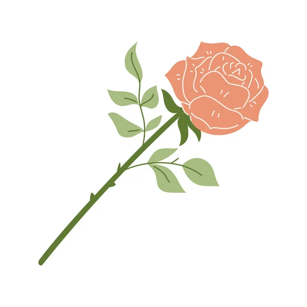一朵盛开的玫瑰在枝叶上绽放 扁平的手绘粉红玫瑰花 以时尚的扁平风格展示植物图解 白色背景上孤立的矢量装饰元素 — 图库矢量图片