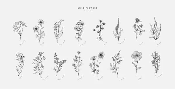 Set Van Trendy Wilde Bloemen Minimalistische Bloemen Voor Logo Decoratie — Stockvector