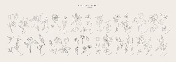Ensemble Herbes Cosmétiques Dessinées Main Vectorielles Eléments Botaniques Vintage Tendance — Image vectorielle