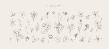Vektör el çizilmiş kozmetik bitkiler hazır. Eski moda botanik elementler. El çizimi dallar ve çiçek açar. Vektör eğilimli yeşillik