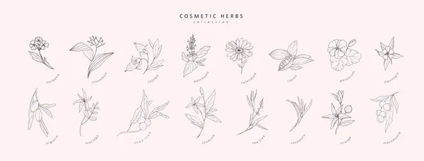 Set Erbe Cosmetiche Disegnate Mano Vettoriale Elementi Botanici Vintage Tendenza — Vettoriale Stock